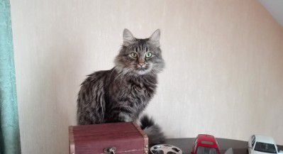 Потерялся кот Боровляны-2