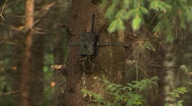 Где стоят фотоловушки в боровлянских лесах
