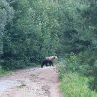 ВИМАНИЕ! В Боровлянских лесах зафиксирован медведь.